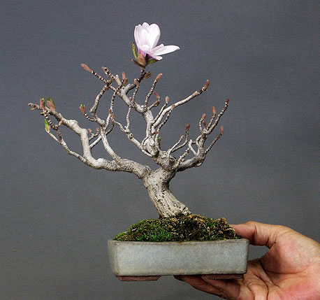 Mini Bonsai on Http   Www Mini Bonsai Com Hyousi Annex 40 Gazou Jpg