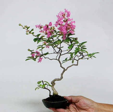 Bonsai Pictures on Mini Bonsai By Kyosuke Gun And Sachiko