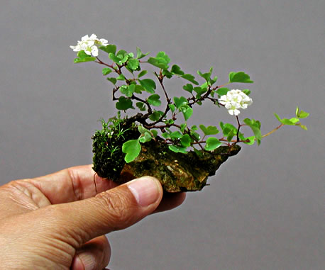 Mini Bonsai on Mini Bonsai