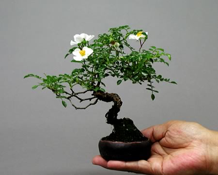 Mini Bonsai on Powered By Discuz  Board