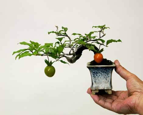 Mini Bonsai on Mini Bonsai