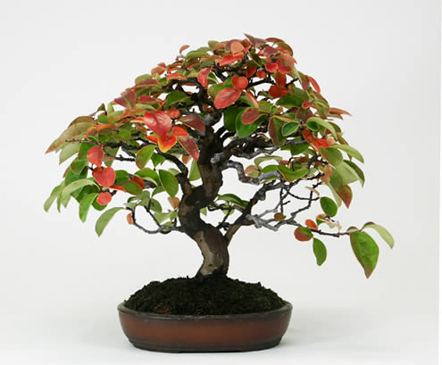 Bonsai Trees on Some Trees Does Not Have Any Special Folwers Or Fruits  But In This