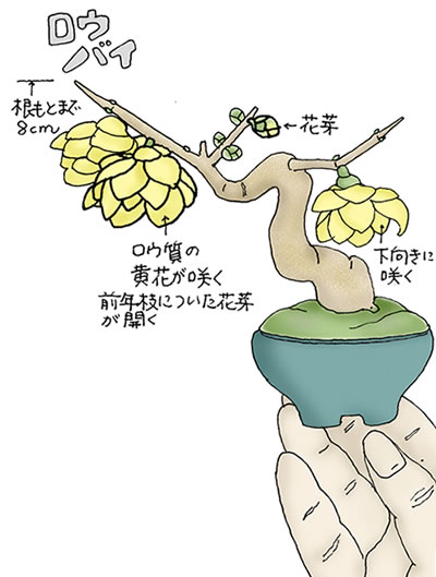 ���E�o�C